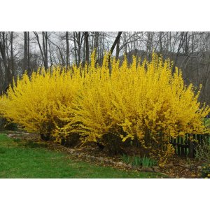 Zlatý dážď (Forsythia intermedia) ´LYNWOOD´ - výška 30-50 cm, kont. C2L